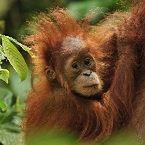 Sumatran Orangutan - baby - Gunung Leuser National Park - Northern Sumatra - Indonesia