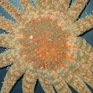 Sunflower Star / Starfish - 1 meter diameter, largest & heaviest of Pacific Coast Sea Stars Alaska to Baja California, Mexico