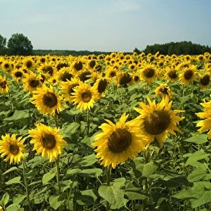 Sunflowers in France are usually finished by end July, but it was interesting to discover a crop of shorter stemmed, smaller headed sunflowers in mid September. Tourain District