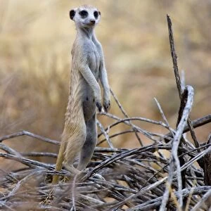 Suricate / Meerkat - Sentry keeping watch for predators. Preys mainly on arthropods, also reptiles obtained by digging. Inhabits open, arid country. Kgalagadi Trandfrontier Park, Northern Cape, South Africa