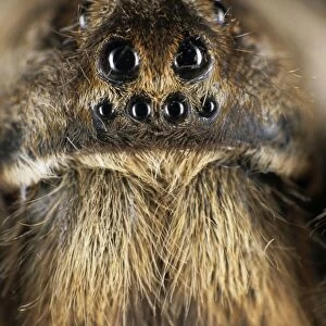 Tarantula spider - face, spider lives in burrow in woods in river Tes-Hem valley, typical; June; South Tuva, Russia Tu32. 3098