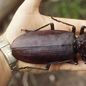 Titan Beetle - on human hand to show scale. The world's longest beetle without long horns - Amazon 