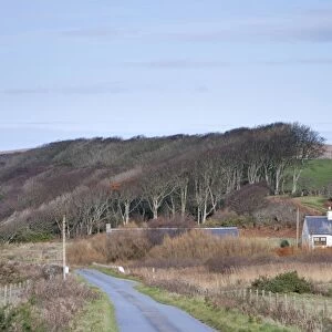 Trees shaped by wind by side of road - Islay - Scotland - UK LA005481