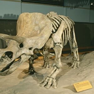 Triceratops Dinosaur - Late Cretaceous. Display at Royal Tyrell Museum of Paleontology Alberta, Canada
