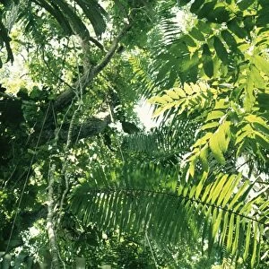 Tropical Forest PM 2439 Canopy © Pat Morris / ARDEA LONDON