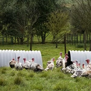 Turkeys - group outside shelter in field