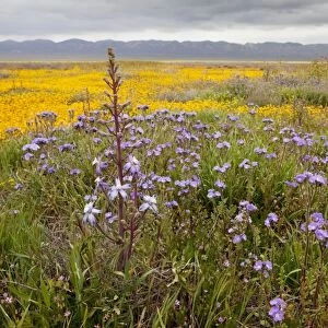 Valley Larkspur with Fremont's Phacelia and other flowers, Carrizo Plain, California