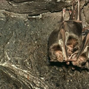 Vampire Bats KF 2551 Desmodius rotundus © Kenneth W. Fink / ARDEA LONDON