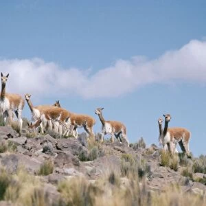 Vicuna - Group together Andes, Peru, South America