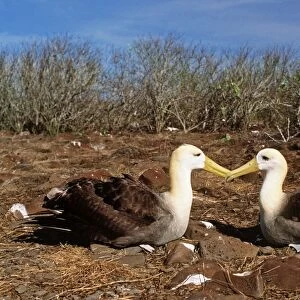 Waved Albatross - courtship display - Punta Suarez, Espanola Island, Galapagos Islannds AU-777