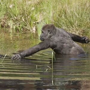Western Lowland Gorilla - Wading in Water Gorilla gorilla gorilla Apenheul Netherlands MA001573