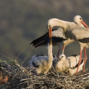 White Stork-Parent feeding chicks by regurgitating food from its crop, showing bill of adult inserted deep into the bill of the chickt-Manzanares el Real-Spain