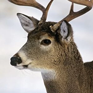 White-tail Deer - buck MD1034