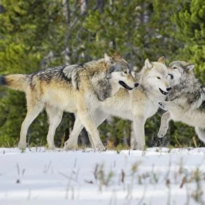 Wild Grey Wolf - in snow - approximately 6 month old pup showing submission /playfulness to adults (creamier wolf is his mother) - Greater Yellowstone - Ecological Area - Wyoming - USA - Autumn _C3B9840