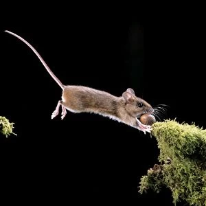 Long-tailed Mouse