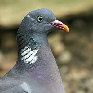 Wood Pigeon. France