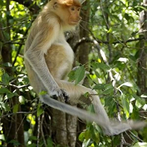 Young female Proboscis monkey (called Adi by sanctuary keepers), wild but relatively tame, came with its pack to feed at Labuk Bay Proboscis Monkey Sanctuary from rainforest and hangs around, waiting for fruits to be brought; typical in Labuk Bay