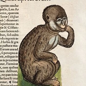 1560 Gesner Barbary macaque monkey ape