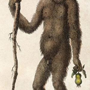 1795 Wild Man of the woods - orangutan