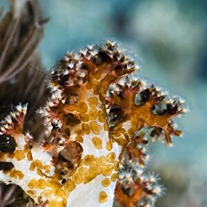 Acoel flatworms on soft coral