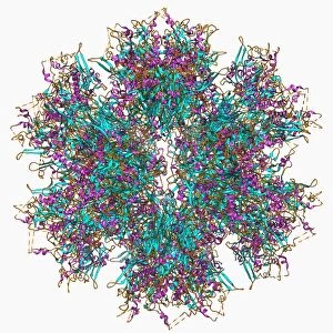 Adenovirus penton base protein F006 / 9542