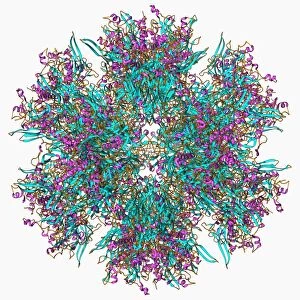 Adenovirus penton base protein F006 / 9572