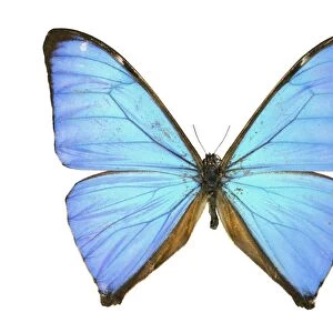 Aega morpho butterfly C016 / 2204