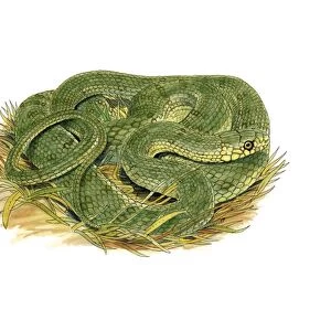 Aesculapian snake, artwork C016 / 3224