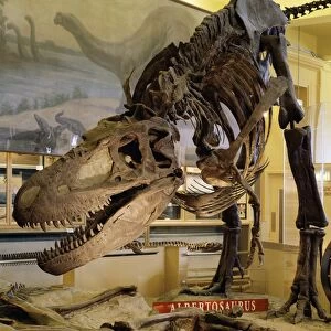 Albertosaurus museum display C016 / 4501
