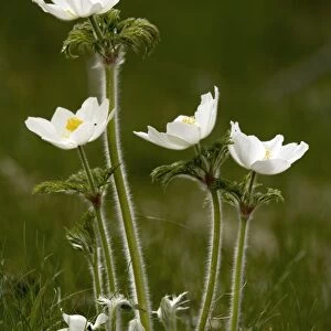 Alpine Pasque flower (Pulsatilla alpina)