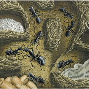 Ant nest, artwork C016 / 3292