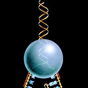 Artwork of mechanism of DNA replication