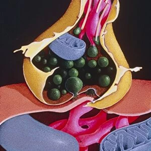 Artwork of a nerve synapse