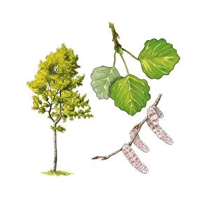 Aspen (Populus tremula) tree, artwork C016 / 3342