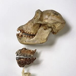 Australopithecus afarensis jaw comparison