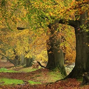 Beech (Fagus sylvatica) trees in autumn