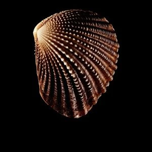 Bivalve mollusc shell C019 / 1360
