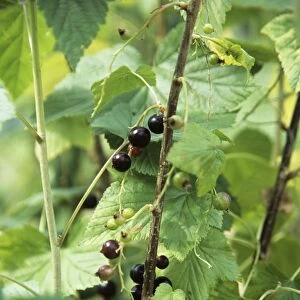 Blackcurrants (Ribes sp. )