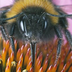 Bumble bee on hedgehog cone flower
