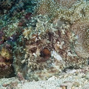Camouflaged reef octopus