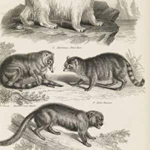 Carnivorous mammals, 19th century C015 / 6093