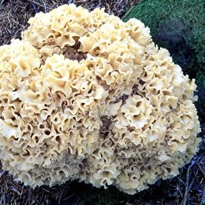 Cauliflower fungus (Sparassis crispa)