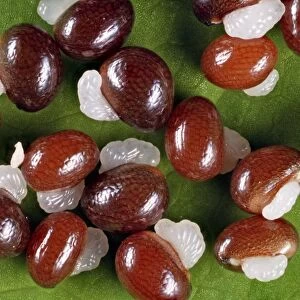 Celandine (Chelidonium majus) seeds