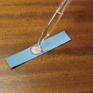 Cobalt chloride paper with drop of water
