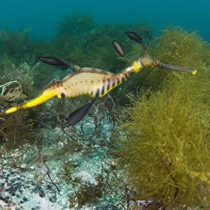 Common sea dragon