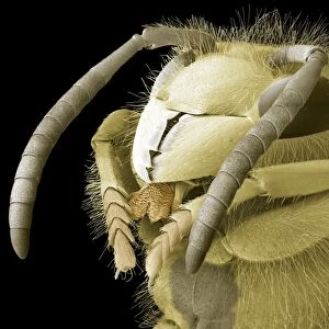 Common wasp head, SEM