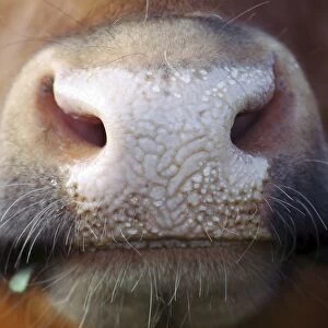 Cow muzzle