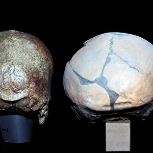Cro-magnon and Neanderthal skulls C016 / 5938