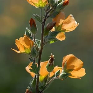 Desert globemallow (Sphaeralcea ambigua)