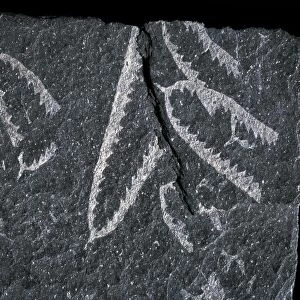 Didymograptus, graptolite fossil C016 / 4848